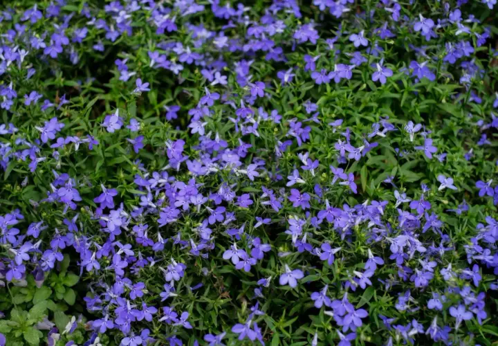 Niebieskie lobelie kwitną obficie, tworząc dywan kwiatów. Zastanawiasz się nad lobelia zimowanie? Te drobne kwiaty mogą przetrwać zimę w odpowiednich warunkach.