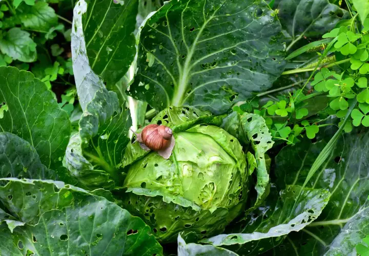 Lumaca su cavolo, un esempio di antilumaca naturale fai da te. Le foglie verdi sono bucherellate, ma la lumaca sembra godersi il suo pasto.
