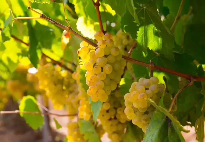 Grappes de raisins blancs mûrs, baignant dans la lumière du soleil, évoquant la richesse d'une région de chardonnay.