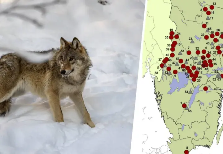 En varg i snön bredvid en karta som visar hur många vargar det finns i Sverige.