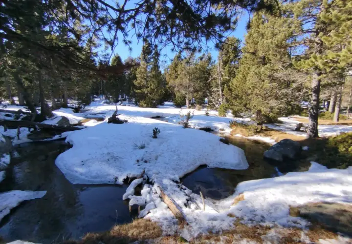 El estany de l'Orri, un rierol serpenteja entre la neu i els pins.