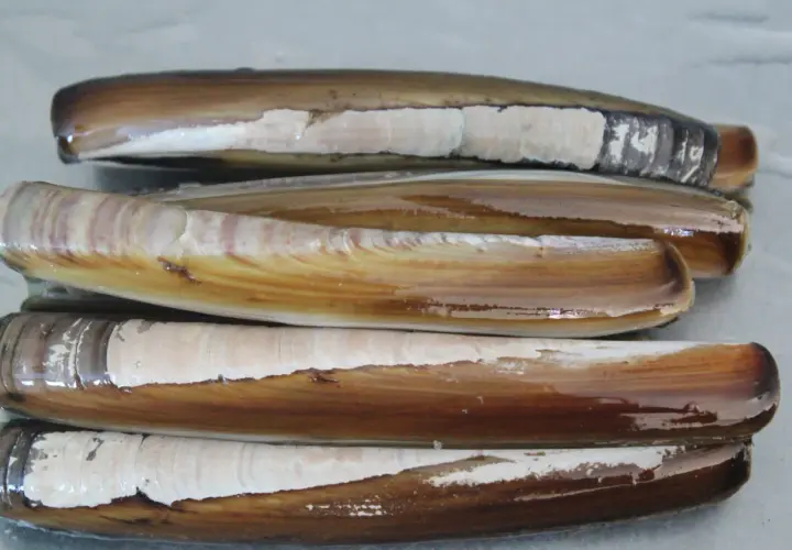 Navajas y longueirones apilados, mostrando la diferencia entre sus conchas alargadas y marrones.