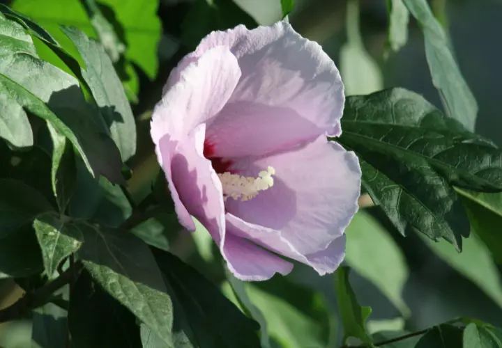 Une fleur de *Hibiscus syriacus* rose pâle s'épanouit parmi des feuilles vertes luxuriantes, baignée par la lumière du soleil.