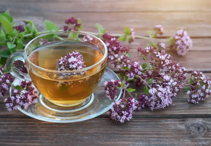 Aromatyczna herbata z oregano w szklanej filiżance, otoczona świeżymi gałązkami. Gdzie kupić tę cudowną herbatę?