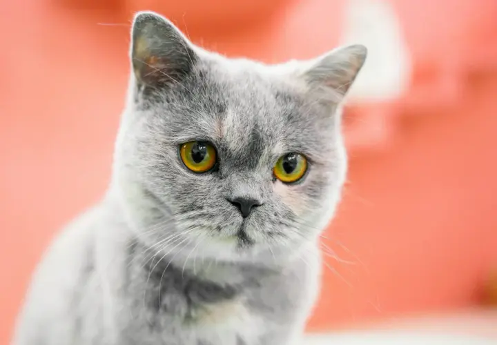 Un gato gris con penetrantes ojos amarillos mira fijamente.