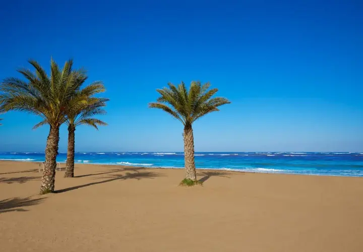 Palmeras en la playa de arena dorada de la costa Denia, con el mar azul intenso y el cielo despejado.
