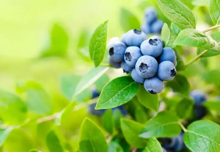 Najlepsze naturalne nawozy do borówki amerykańskiej: poradnik