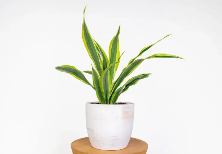 Dracena w białej doniczce, z liśćmi w odcieniach zieleni i żółci. Dobra ziemia to klucz do jej piękna.