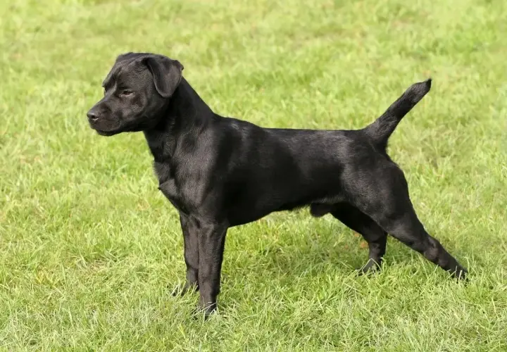Czarny patterdale terrier stoi na zielonej trawie, gotowy do zabawy.