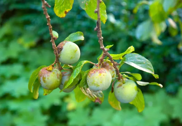 Pruniers reine-claude avec des fruits verts, certains marqués. Idéal pour savoir quand tailler les pruniers reine-claude.