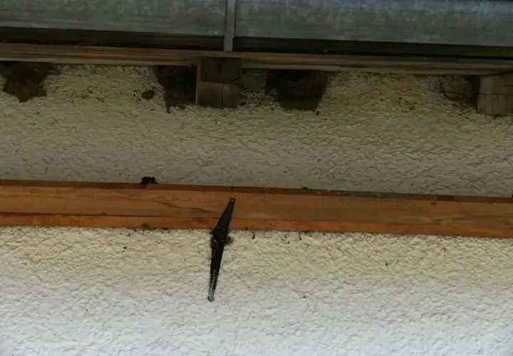 Mehrere Schwalbennester am Haus unter dem Dachvorsprung. Ein schwarzer Scharnierflügel ist an der Hauswand befestigt.