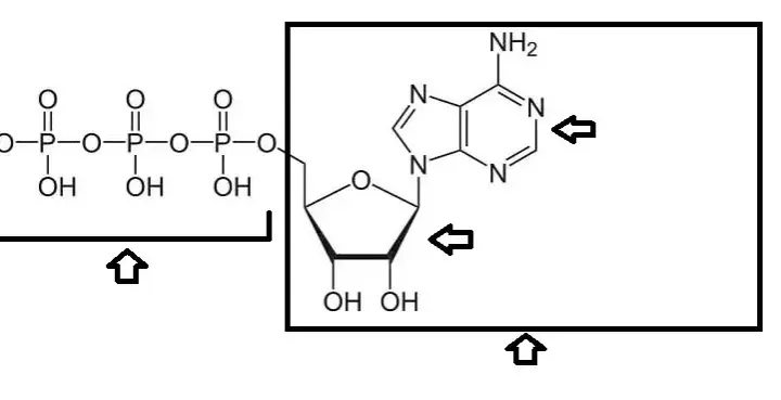 ATP w biologii: klucz do zrozumienia energii w komórkach