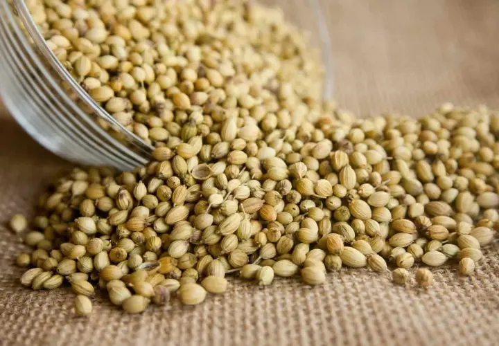 Ziarna kolendry, idealne do przyprawiania potraw, dodają aromatu i smaku.