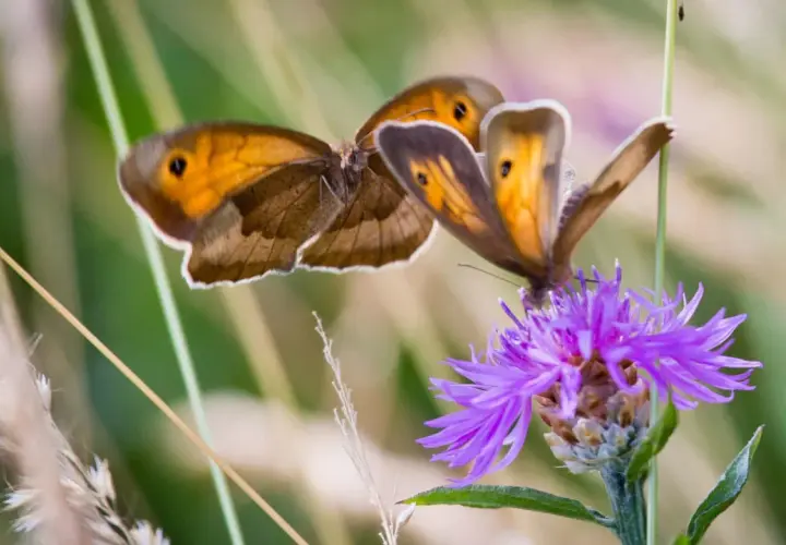Zwei orange-braune Schmetterlinge auf einer lila Blüte. Eine Bestimmungstafel für Schmetterlinge würde diese Exemplare als Wiesenschecken identifizieren.