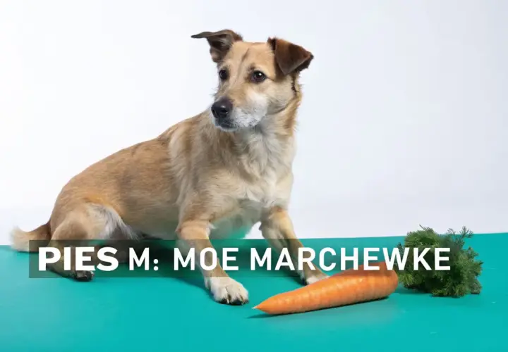 Czy pies może jeść marchew? Ten piesek zastanawia się nad tym, patrząc na pomarańczową marchewkę.