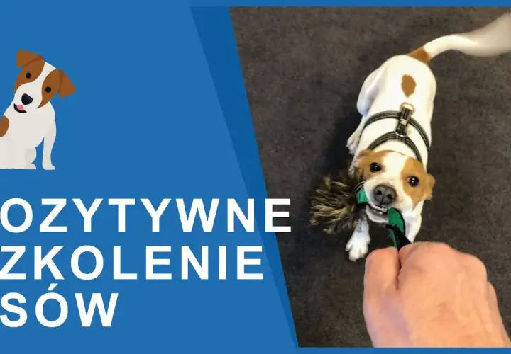 Tresura Jack Russell Terriera: Klucz do posłuszeństwa i szczęścia psa?