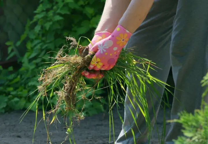 Skuteczne sposoby na usunięcie perzu z trawnika i zapobieganie jego powrotowi