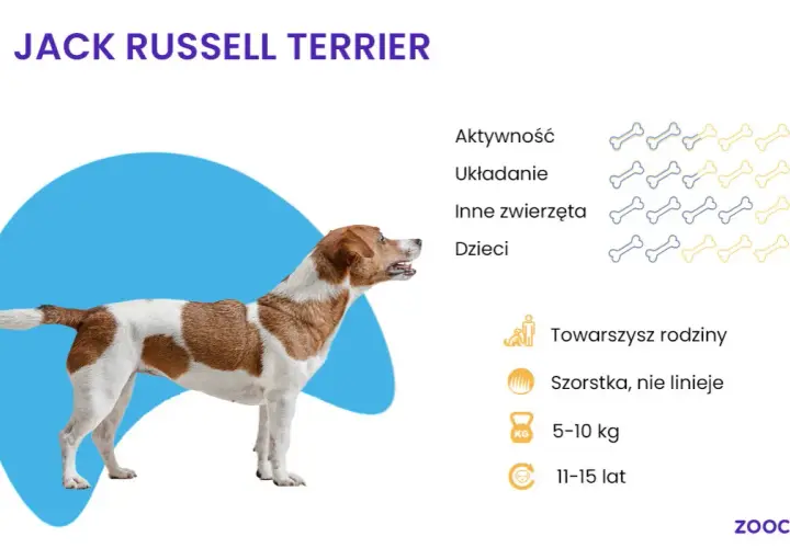 Stojące uszy u jack russell terriera - czy to wada czy zaleta rasy?