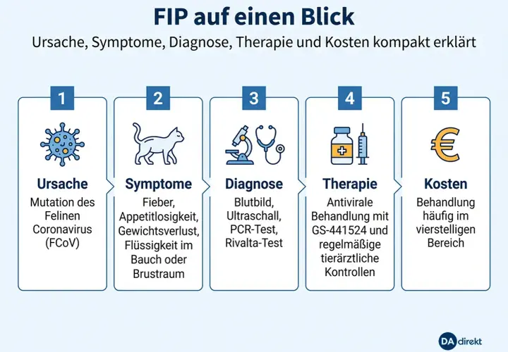 FIP bei Katzen: Symptome wie Fieber, Appetitlosigkeit und Gewichtsverlust sind Anzeichen. Die Grafik erklärt Ursache, Diagnose, Therapie und Kosten.