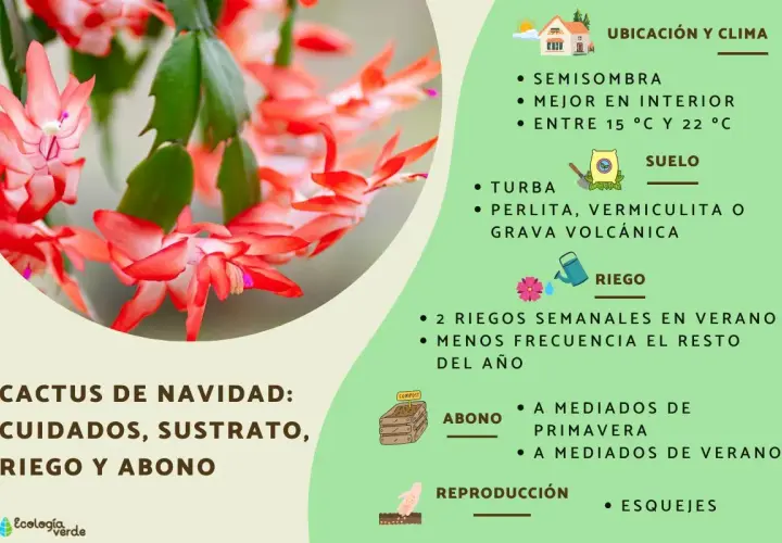 Cactus de Navidad: cuidados, ubicación, suelo, riego y abono. Consejos para su cultivo.