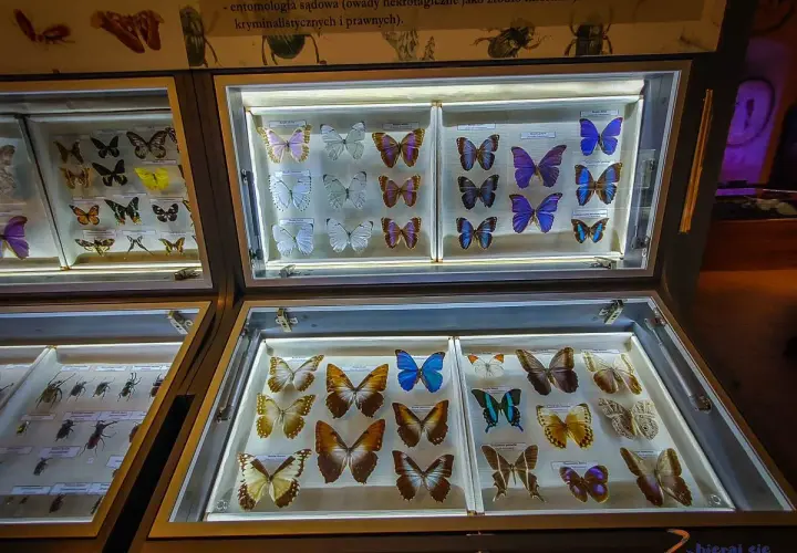 Wystawa motyli w muzeum przyrodniczym. Kolorowe okazy w gablotach zachwycają.