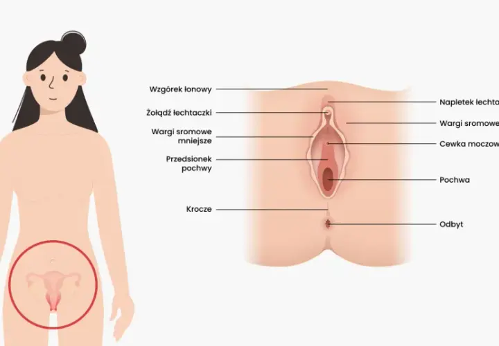 Anatomia kobieca: gdzie jest łechtaczka, wargi sromowe, pochwa i inne narządy.