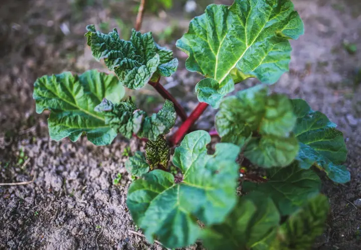 Jeune plant de rhubarbe aux grandes feuilles vertes et aux tiges rouges, prêt à pousser.