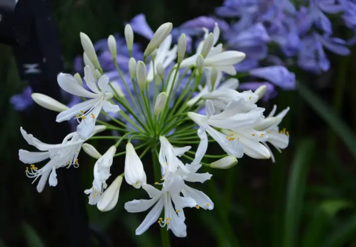 Gros plan sur une ombelle d'agapanthes blanches aux pétales délicats, avec des bourgeons et des fleurs bleues floues en arrière-plan. Ces graines agapanthe promettent de nouvelles floraisons.