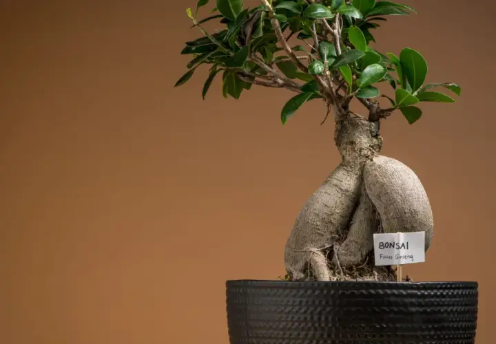 Bonsai fikus mikrokarp, znany jako Ficus Ginseng, z grubym, rzeźbionym pniem i zielonymi liśćmi w czarnej donicy.