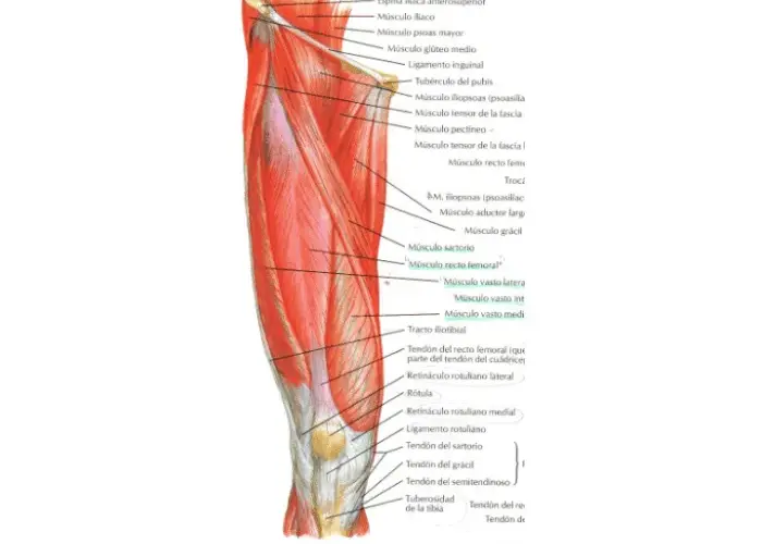 Todo sobre el músculo anterior del muslo: funciones y anatomía esenciales