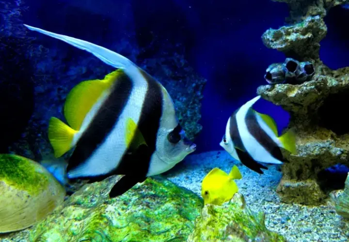 Oceanarium Międzyzdroje - nie przegap wyjątkowych atrakcji i godzin otwarcia