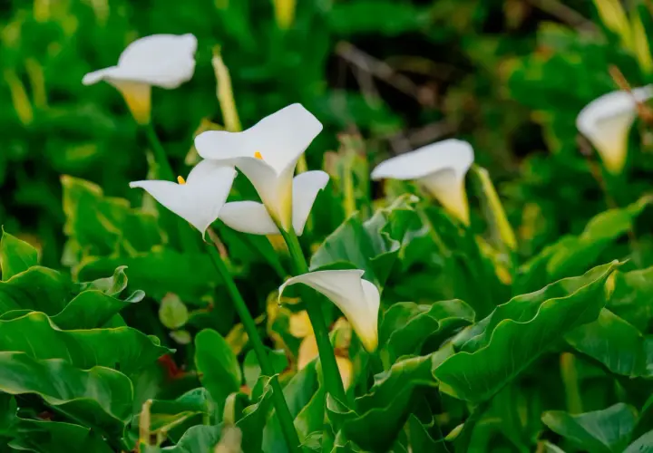 Des callas blancs aux formes élégantes émergent d'un feuillage vert luxuriant. La calla plante, symbole de pureté, s'épanouit.