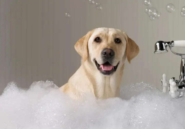 Ein glücklicher Labrador genießt ein Schaumbad. So einfach und angenehm können Hunde sauber bekommen!