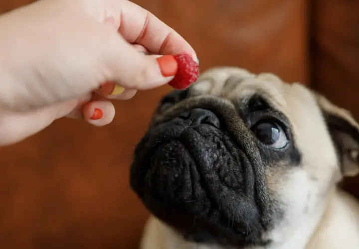 Ein süßer Mops-Hund schaut erwartungsvoll auf eine Himbeere, die ihm von einer Hand angeboten wird.