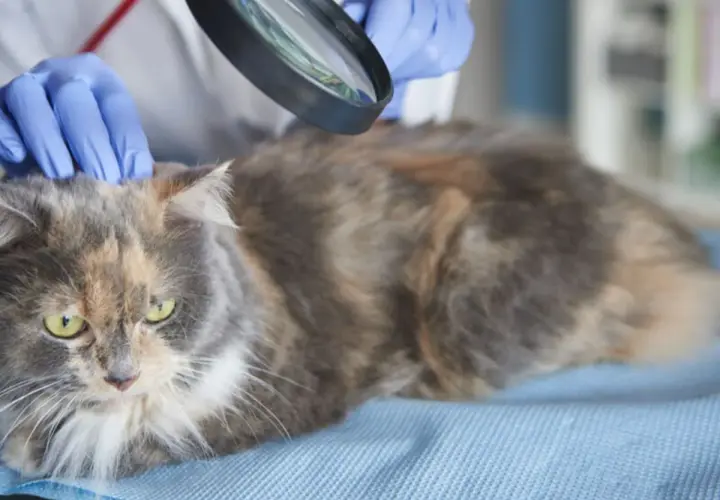 Weterynarz bada kota pod kątem liszaja. Rękawiczki i lupa pomagają w diagnozie.