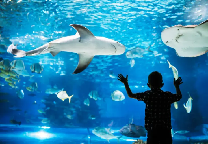 Chłopiec z zachwytem obserwuje rekina i płaszczki w Oceanarium Gdańsk. Niezapomniane atrakcje dla całej rodziny.