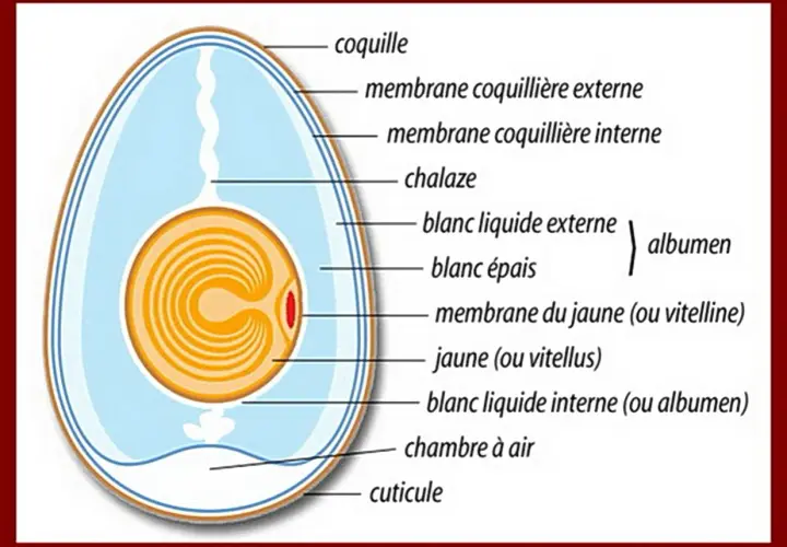 Schéma détaillé de la composition d'un œuf, montrant la coquille, les membranes, le blanc (albumen) et le jaune (vitellus).