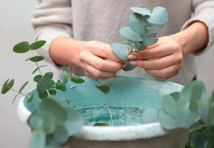Hände arrangieren Zweige für eukalyptus trocknen in einer teal-farbenen Schale.