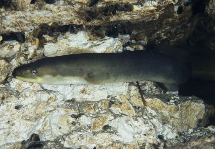 En ål simmar nära en klippig botten, redo för fiske.