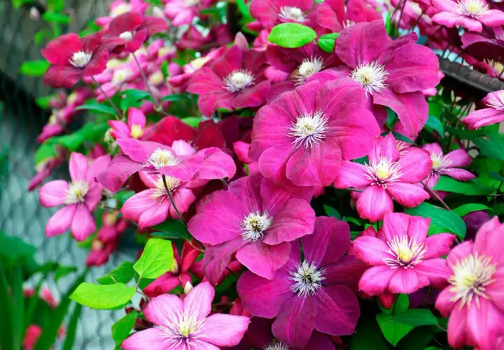 En frodig klematis spaljé med blommor i olika nyanser av rosa och lila.