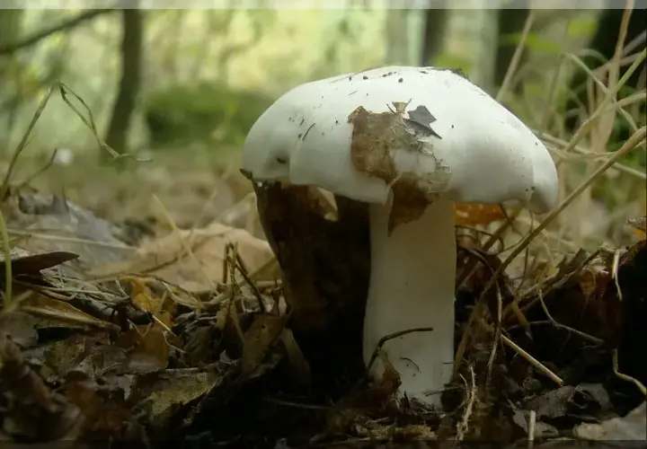 Jak rozpoznać gąskę gołębią? Wszystko o grzybie i jego występowaniu
