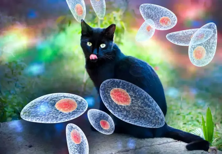 Czarny kot otoczony przez pasożyty Toxoplasma gondii. Groźna toksoplazmoza może przenosić się przez koty.
