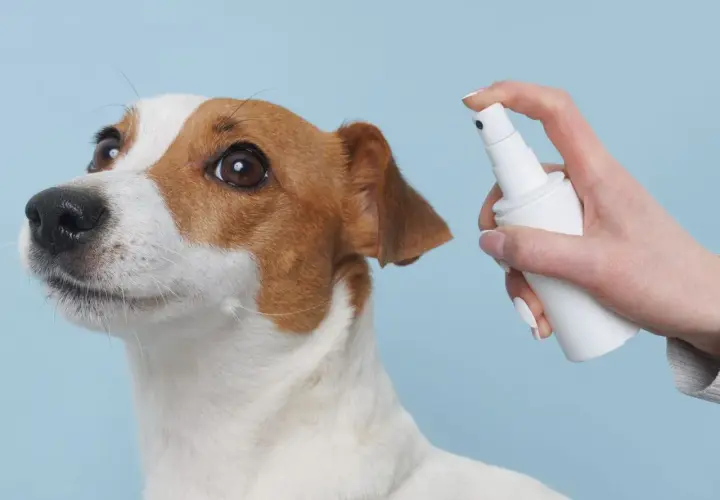 Piesek Jack Russell Terrier z zaciekawieniem patrzy na białą buteleczkę z atomizerem. Dłoń trzyma octenisept dla psa, gotowa do użycia.