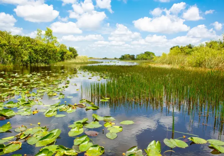 Ein ruhiger Fluss mit Seerosen und Schilf im Everglades Nationalpark, Florida. Der Himmel spiegelt sich im Wasser.