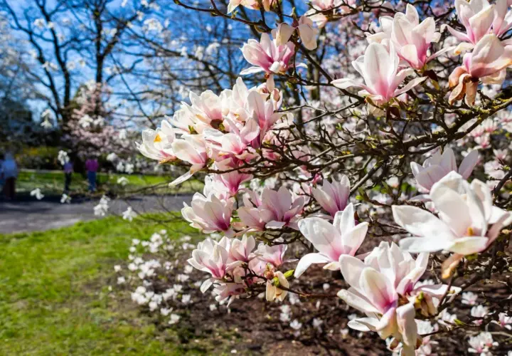 Piękne, różowo-białe kwiaty magnolii na tle błękitnego nieba. Zastanawiasz się, dlaczego magnolia nie kwitnie? Może potrzebuje więcej słońca?