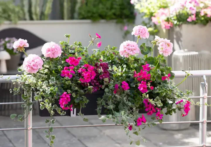 Kwiaty w skrzynce na balustradzie: różowe pelargonie i biała pelargonia, z zielonymi liśćmi i zwisającymi pnączami.