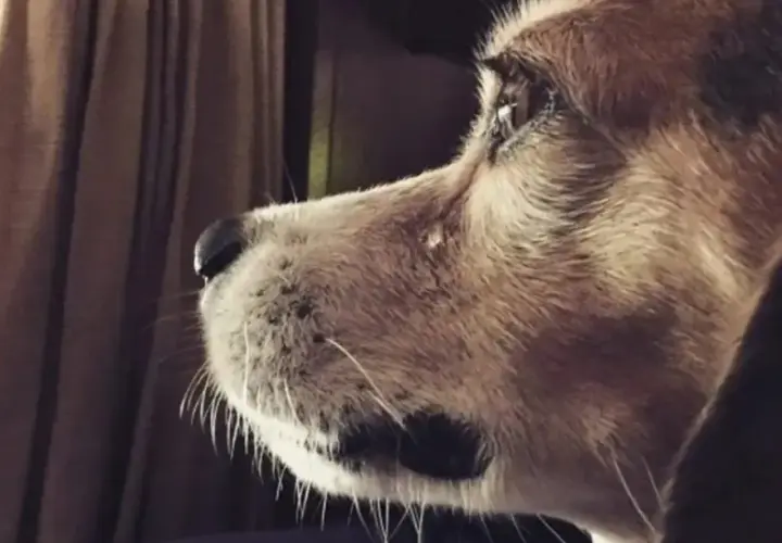 Primer plano de un beagle con pelaje marrón y blanco, mirando fijamente. A veces, los perros lloran por tristeza.