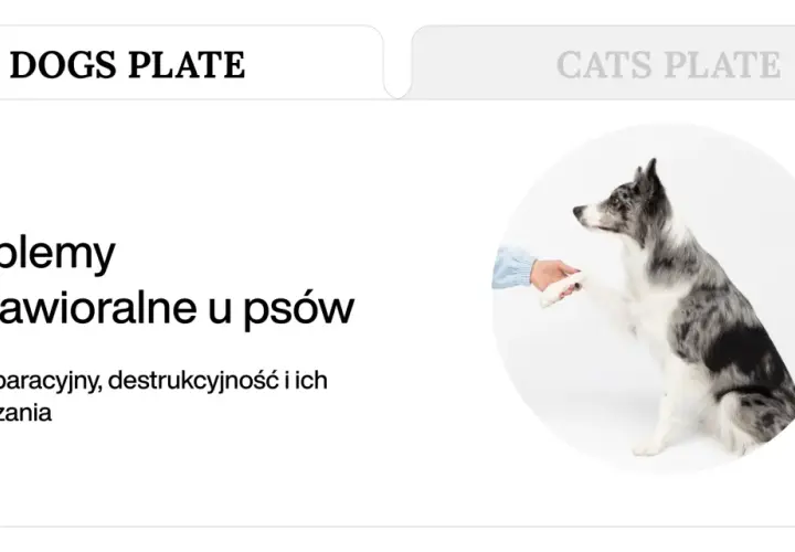 Pies rasy border collie podaje łapę, symbolizując problemy behawioralne u psów, takie jak lęk separacyjny i destrukcyjność.