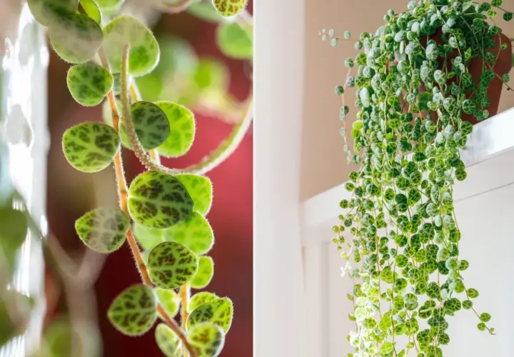 Peperomia prostrata, roślina o okrągłych liściach przypominających skorupy żółwi, tworzy kaskady zieleni.