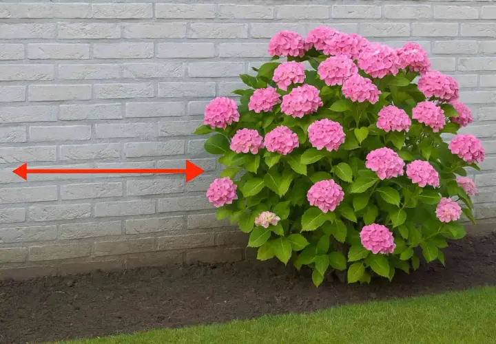 Gros plan sur un magnifique planter hortensia rose, avec une flèche rouge indiquant la distance par rapport au mur de briques.